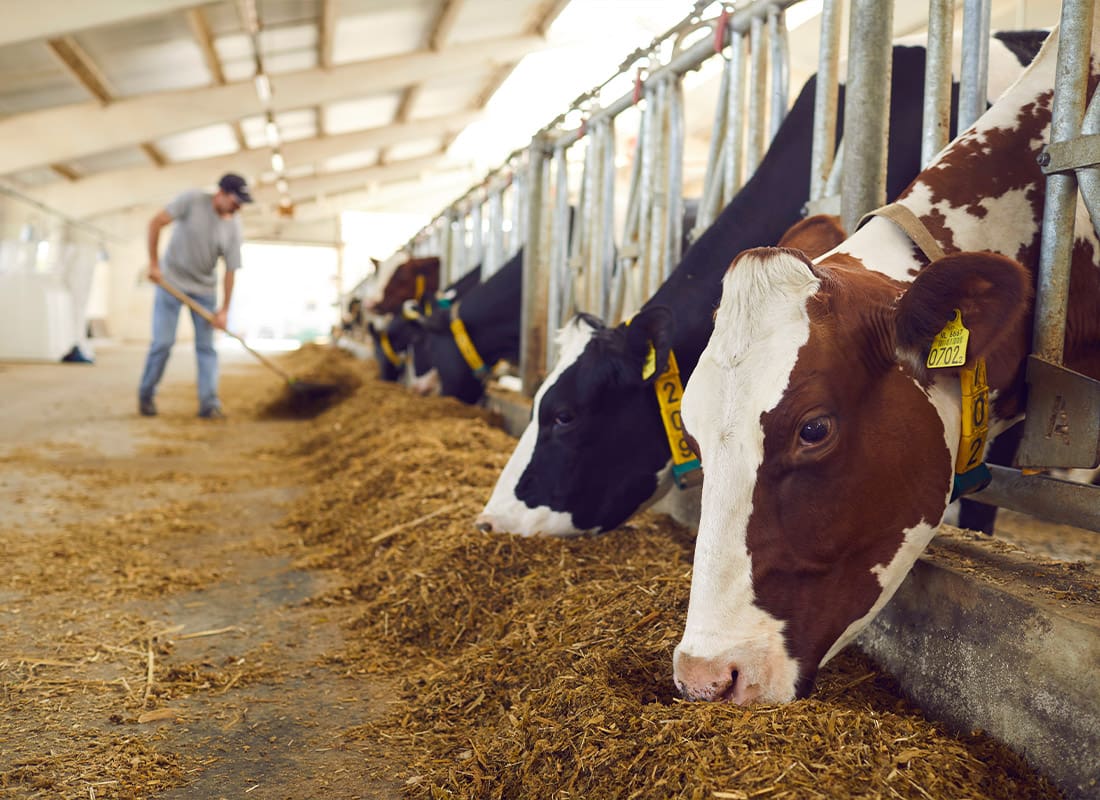 Livestock Mortality Insurance - Herd of Healthy Dairy Cows Feeding in Row of Stables in Feedlot Barn on Livestock Farm