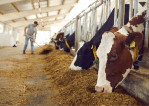 Farmer feeds cows in a modern barn, cows eating from troughs with feed spread on the ground, showcasing efficient farming.