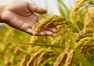 Hand-holding ripe rice stalk in a lush field, symbolizing the harvest season and the bounty of agricultural efforts.