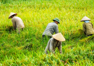 Farmers wearing traditional hats working in a lush green rice field, represent agricultural labor and rice cultivation.