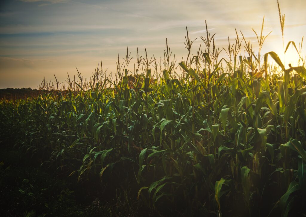 Agriculture Insurance: Lush cornfield at sunset showcasing the importance of protecting crops and farmers' livelihoods.