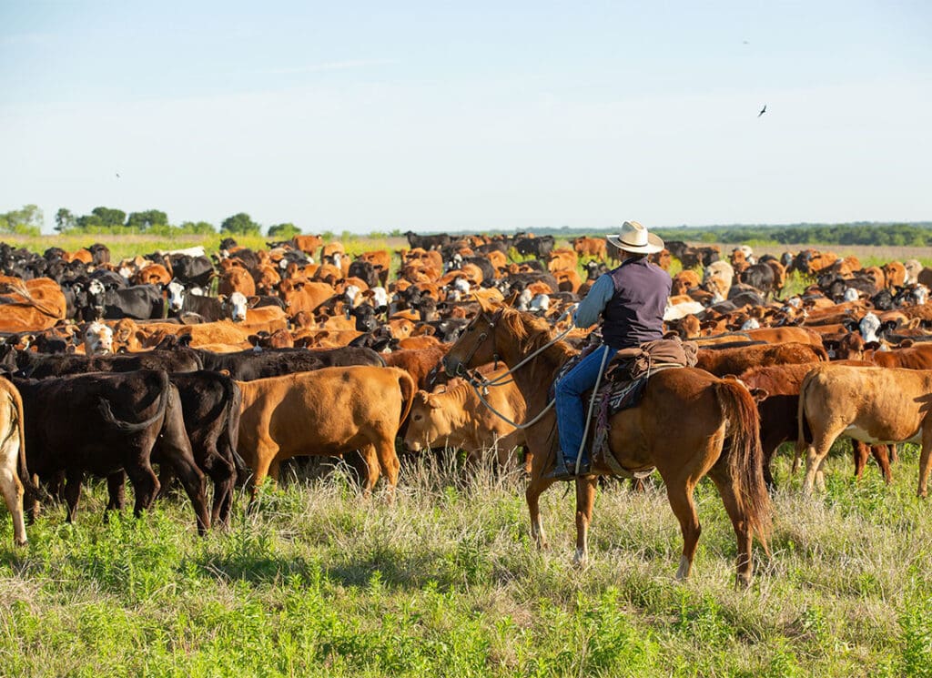 About - Cowboy Moving Cattle to New Pasture on Ranch
