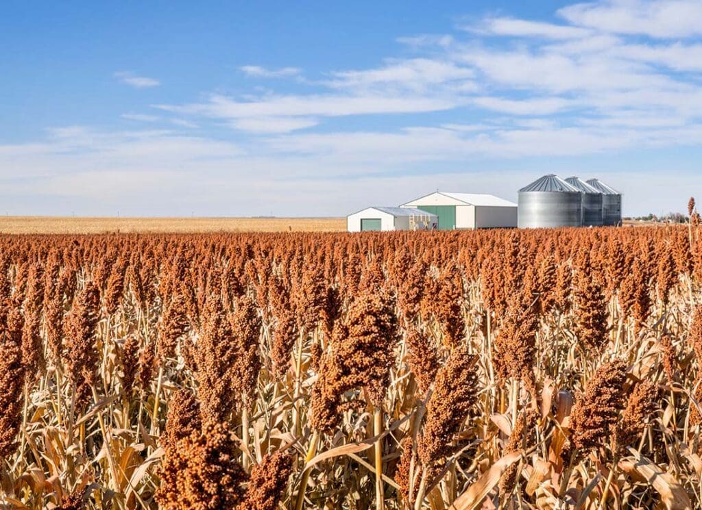 Johnson KS Insurance - Sorghum Field in Kansas