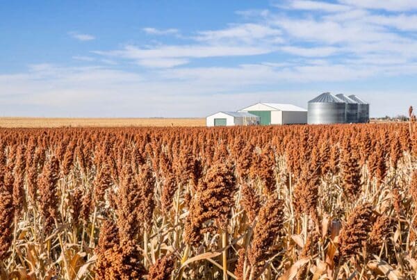 Johnson KS Insurance - Sorghum Field in Kansas